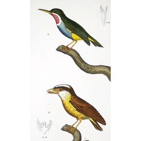 Todus viridis - Platyrinchus cancrominus Green Todus and Brown Platyrinchus   by Prêtre (c.1835)