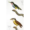 (*Todus viridis*) - (*Platyrinchus cancrominus*) Green Todus and Brown Platyrinchus  Original Antique Print by Prêtre (c.1835)
