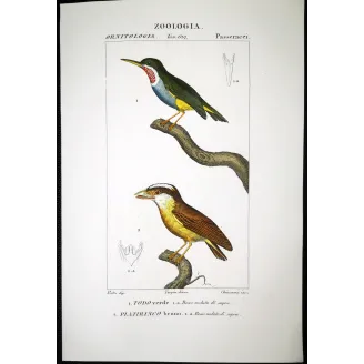 Todus viridis - Platyrinchus cancrominus Green Todus and Brown Platyrinchus   by Prêtre (c.1835)