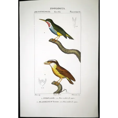 Todus viridis - Platyrinchus cancrominus Green Todus and Brown Platyrinchus   by Prêtre (c.1835)