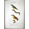 (*Todus viridis*) - (*Platyrinchus cancrominus*) Green Todus and Brown Platyrinchus  Original Antique Print by Prêtre (c.1835)