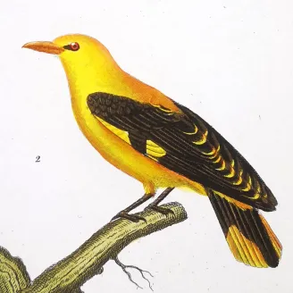 Turdus merula, Oriolus oriolus - Blackbird and Eurasian Golden Oriole   by Prêtre (c.1835)