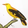 (*Turdus merula*) - (*Oriolus oriolus*) Blackbird and Eurasian Golden Oriole  Original Antique Print by Prêtre (c.1835)