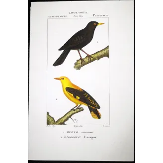 Turdus merula, Oriolus oriolus - Blackbird and Eurasian Golden Oriole   by Prêtre (c.1835)