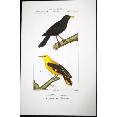 Turdus merula, Oriolus oriolus - Blackbird and Eurasian Golden Oriole   by Prêtre (c.1835)