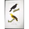 (*Turdus merula*) - (*Oriolus oriolus*) Blackbird and Eurasian Golden Oriole  Original Antique Print by Prêtre (c.1835)