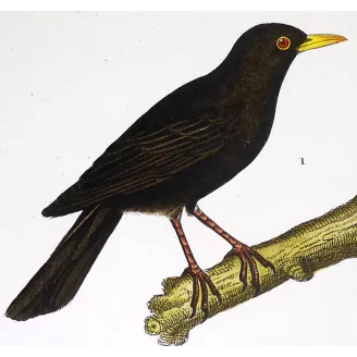 Turdus merula, Oriolus oriolus - Blackbird and Eurasian Golden Oriole   by Prêtre (c.1835)