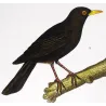 (*Turdus merula*) - (*Oriolus oriolus*) Blackbird and Eurasian Golden Oriole  Original Antique Print by Prêtre (c.1835)