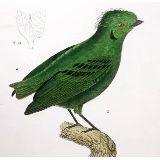 Corydon sumatranus, Rupicola peruvianus - Corydon Eurylam and Green Rupicola   by Prêtre (c.1835)