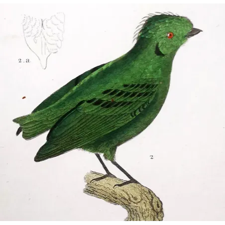 Corydon sumatranus, Rupicola peruvianus - Corydon Eurylam and Green Rupicola   by Prêtre (c.1835)
