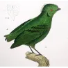 (*Corydon sumatranus*) - (*Rupicola peruvianus*) - Corydon and Green Rupicola  Original hand-color Antique Print Prêtre (c.1835)