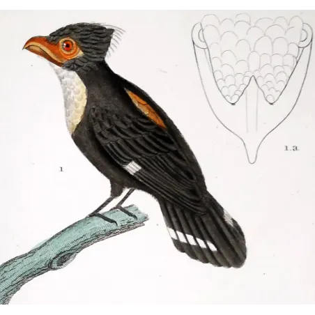 Corydon sumatranus, Rupicola peruvianus - Corydon Eurylam and Green Rupicola   by Prêtre (c.1835)