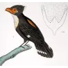 (*Corydon sumatranus*) - (*Rupicola peruvianus*) - Corydon and Green Rupicola  Original hand-color Antique Print Prêtre (c.1835)