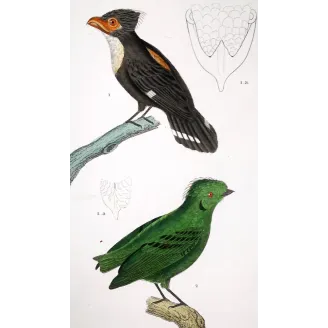 Corydon sumatranus, Rupicola peruvianus - Corydon Eurylam and Green Rupicola   by Prêtre (c.1835)