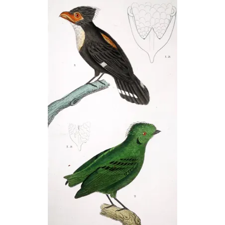 Corydon sumatranus, Rupicola peruvianus - Corydon Eurylam and Green Rupicola   by Prêtre (c.1835)