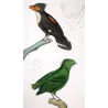 (*Corydon sumatranus*) - (*Rupicola peruvianus*) - Corydon and Green Rupicola  Original hand-color Antique Print Prêtre (c.1835)