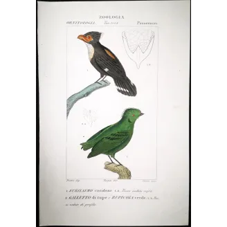 Corydon sumatranus, Rupicola peruvianus - Corydon Eurylam and Green Rupicola   by Prêtre (c.1835)