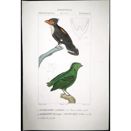 Corydon sumatranus, Rupicola peruvianus - Corydon Eurylam and Green Rupicola   by Prêtre (c.1835)