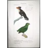 (*Corydon sumatranus*) - (*Rupicola peruvianus*) - Corydon and Green Rupicola  Original hand-color Antique Print Prêtre (c.1835)