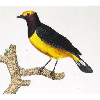 Tachyphonus luctuosus, Tangara chilensis Yellow Tanager & Tanagra from Guyana  Hand-color engraving