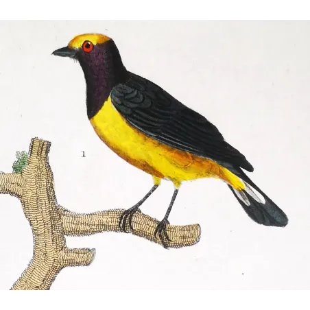 Tachyphonus luctuosus, Tangara chilensis Yellow Tanager & Tanagra from Guyana  Hand-color engraving