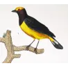 (*Tachyphonus luctuosus*) - (Tangara chilensis)  Original hand-colored Yellow Tanager Antique Print by Prêtre (c.1835)
