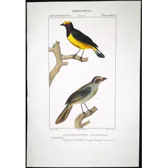 Tachyphonus luctuosus, Tangara chilensis Yellow Tanager & Tanagra from Guyana  Hand-color engraving