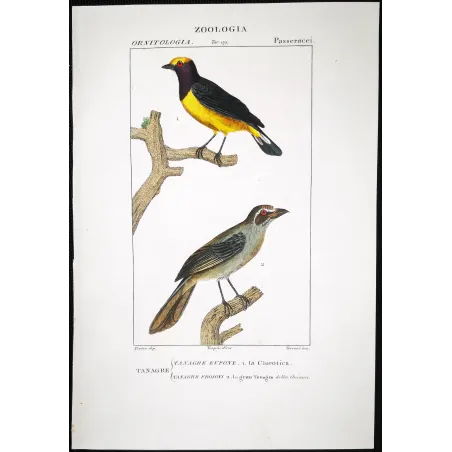 Tachyphonus luctuosus, Tangara chilensis Yellow Tanager & Tanagra from Guyana  Hand-color engraving
