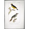 (*Tachyphonus luctuosus*) - (Tangara chilensis)  Original hand-colored Yellow Tanager Antique Print by Prêtre (c.1835)
