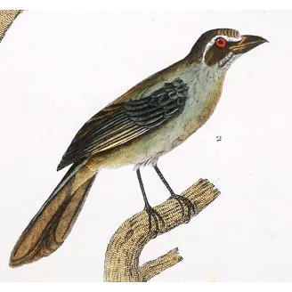 Tachyphonus luctuosus, Tangara chilensis Yellow Tanager & Tanagra from Guyana  Hand-color engraving