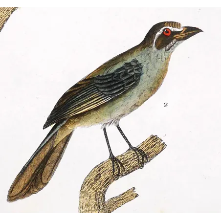 Tachyphonus luctuosus, Tangara chilensis Yellow Tanager & Tanagra from Guyana  Hand-color engraving