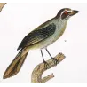 (*Tachyphonus luctuosus*) - (Tangara chilensis)  Original hand-colored Yellow Tanager Antique Print by Prêtre (c.1835)