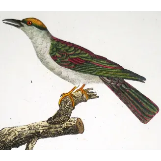 Antique Bird Engraving – Pierre Antoine Prêtre – Scittrope and Paradise Riflebird