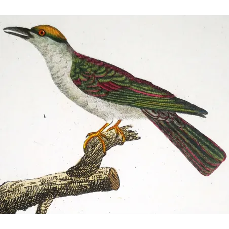 Antique Bird Engraving – Pierre Antoine Prêtre – Scittrope and Paradise Riflebird