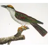 Scittrope and Paradise Riflebird (*Scythrops novaehollandiae*) - (*Ptiloris paradiseus*) Original  Antique Print  (c.1835)