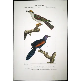 Antique Bird Engraving – Pierre Antoine Prêtre – Scittrope and Paradise Riflebird