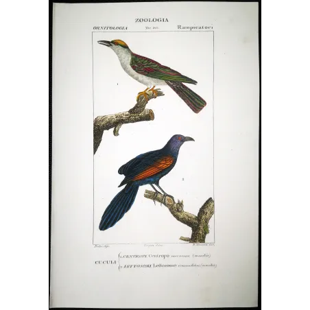 Antique Bird Engraving – Pierre Antoine Prêtre – Scittrope and Paradise Riflebird