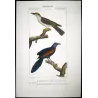 Scittrope and Paradise Riflebird (*Scythrops novaehollandiae*) - (*Ptiloris paradiseus*) Original  Antique Print  (c.1835)