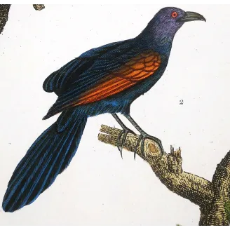 Antique Bird Engraving – Pierre Antoine Prêtre – Scittrope and Paradise Riflebird