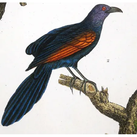 Antique Bird Engraving – Pierre Antoine Prêtre – Scittrope and Paradise Riflebird