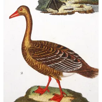 Antique Print by Pierre Antoine Prêtre – Black Swan and Wild Goose (Cygnus atratus)