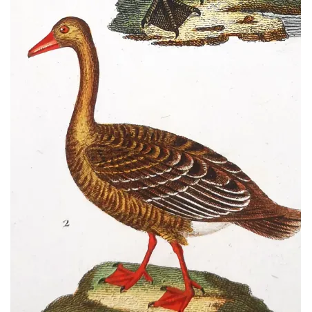 Antique Print by Pierre Antoine Prêtre – Black Swan and Wild Goose (Cygnus atratus)