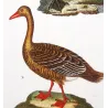 Black Swan and Wild Goose (*Cygnus atratus*) - (*Anser anser*) Original hand-colored Antique Print by Prêtre (c.1835)