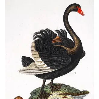 Antique Print by Pierre Antoine Prêtre – Black Swan and Wild Goose (Cygnus atratus)