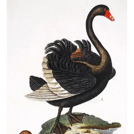 Antique Print by Pierre Antoine Prêtre – Black Swan and Wild Goose (Cygnus atratus)