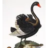 Black Swan and Wild Goose (*Cygnus atratus*) - (*Anser anser*) Original hand-colored Antique Print by Prêtre (c.1835)
