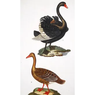 Antique Print by Pierre Antoine Prêtre – Black Swan and Wild Goose (Cygnus atratus)