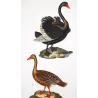 Black Swan and Wild Goose (*Cygnus atratus*) - (*Anser anser*) Original hand-colored Antique Print by Prêtre (c.1835)