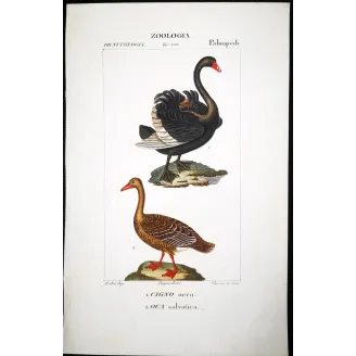 Antique Print by Pierre Antoine Prêtre – Black Swan and Wild Goose (Cygnus atratus)