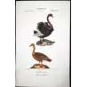 Black Swan and Wild Goose (*Cygnus atratus*) - (*Anser anser*) Original hand-colored Antique Print by Prêtre (c.1835)